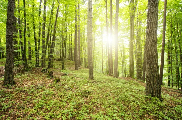 Sole attraverso gli alberi nella foresta — Foto Stock