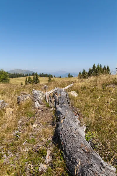 Toter Baum bei Verditz (Kärnten, Österreich)) — Stockfoto