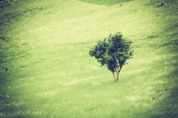 Isolierter Baum — Stockfoto