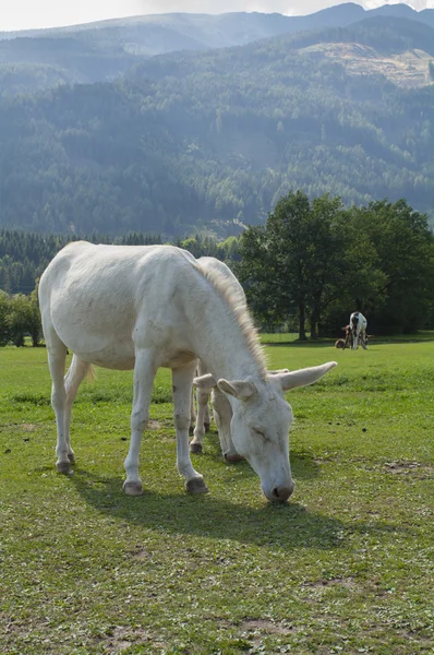 Donkey and his Cub (Carinthia, Austria) — Stock Photo, Image