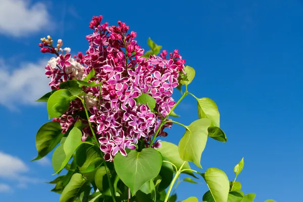 Bunch of lilac flower — Stock Photo, Image