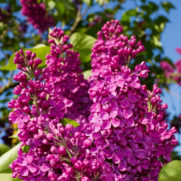 Bunch of lilac flower — Stock Photo, Image