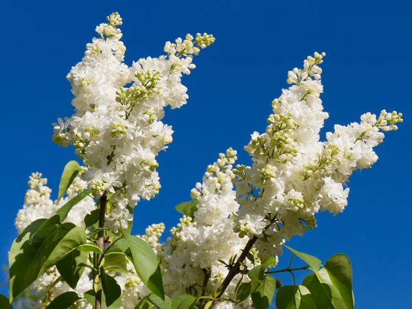 Bunch of white lilac flower — Stock Photo, Image