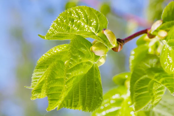 Buds and new green leaves of linden tree in springtime — Stock Photo, Image