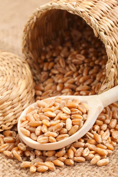 Grãos de trigo em cesto e em colher de madeira — Fotografia de Stock