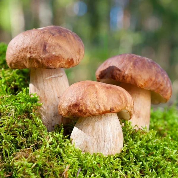 Tři houby (porcini) mech v lese — Stock fotografie
