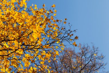 dallar, mavi gökyüzü sarı sonbahar yaprakları