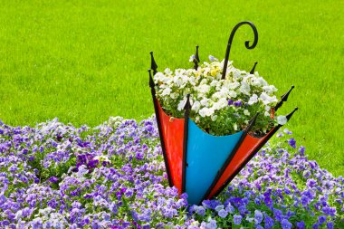pansy flowerbed with decorative umbrella clipart