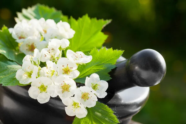 Mörser mit blühendem Weißdorn, Kräutermedizin — Stockfoto