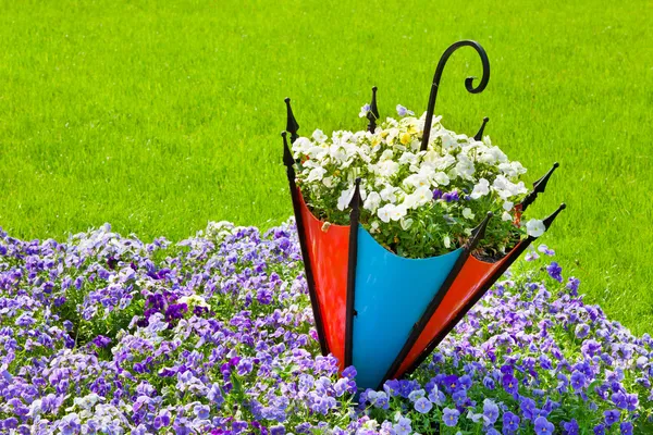 Pansy flowerbed with decorative umbrella — Stock Image Pansy flowerbed with decorative umbrella Royalty Free Stock Images