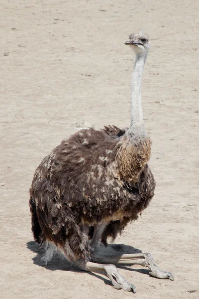 Sitting ostrich — Stock Photo, Image