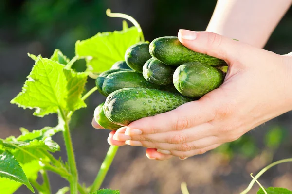 Verse komkommers in de hand op groene bladeren achtergrond — Stockfoto
