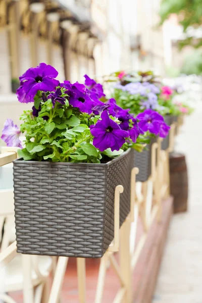 Flowerpot with flowers in outdoor cafe — Stock Photo, Image
