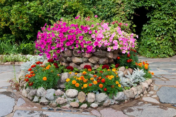 Cama de flores con petunia y caléndula — Foto de Stock