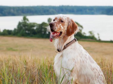 İngiliz setter buğday alan üzerinde kahverengi lekeler