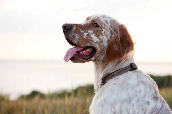 Engelsk setter med bruna fläckar — Stockfoto