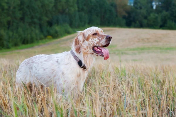 English setter with brown spots on wheat field — Stock Photo, Image