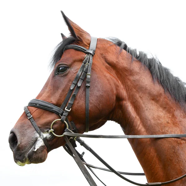 Cabeça de um cavalo — Fotografia de Stock