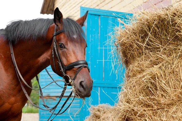 Paard eten een hooi — Stockfoto