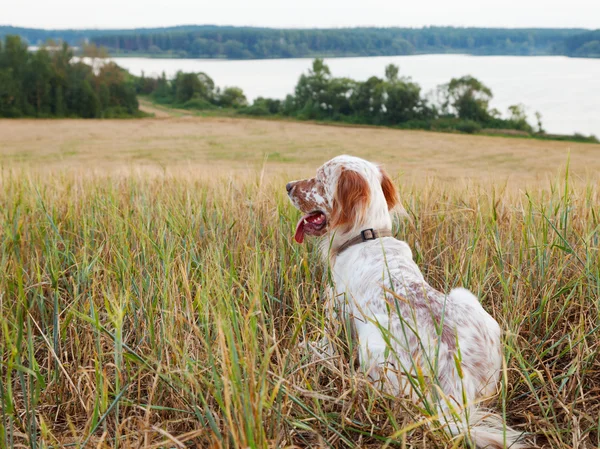 Irländsk setter på fältet — Stockfoto