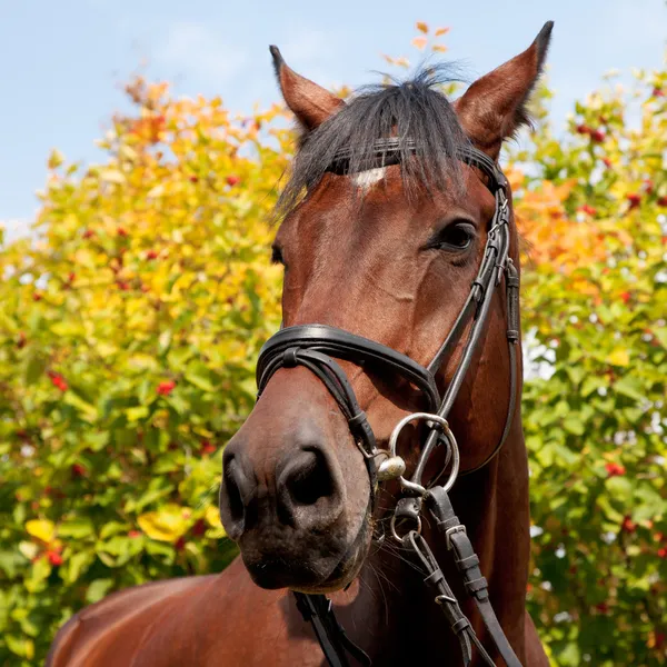 Ritratto di un cavallo su sfondo alberi autunnali — Foto Stock