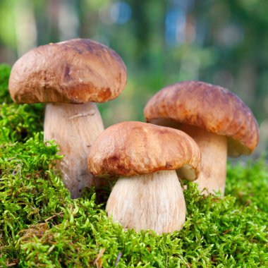 Ormandaki yosun üç mantarı (porçini)