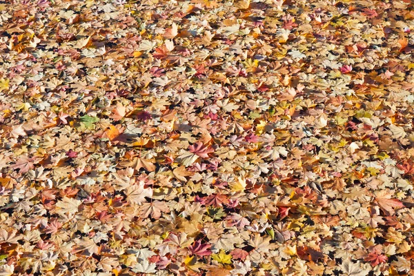 Autumn maple leaves on water — Stock Photo, Image