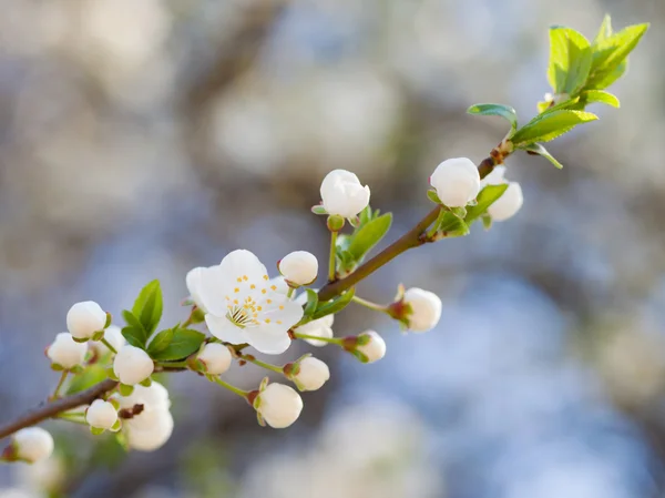 Ramita de flor de árbol de primavera — Foto de Stock