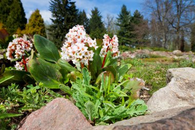 bergenia bressingham beyaz