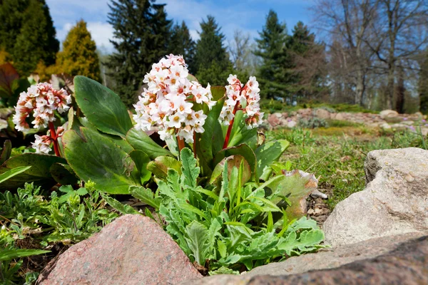 Bergenia Bressingham White — Stock Photo, Image