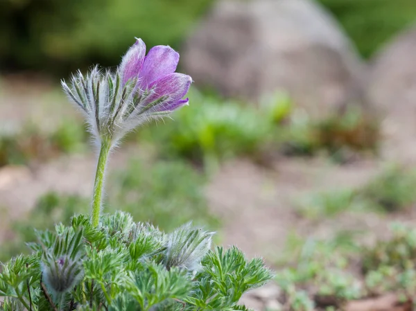 Prairie Crocus, spring pasque flower — Stock Photo, Image