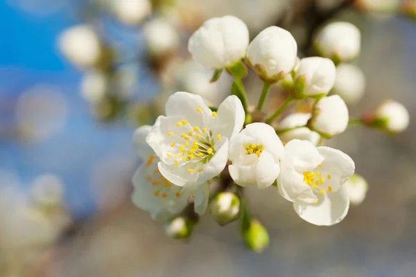 Galho de flor de árvore de primavera — Fotografia de Stock