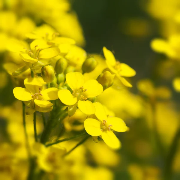 Canola, flores de estupro perto — Fotografia de Stock