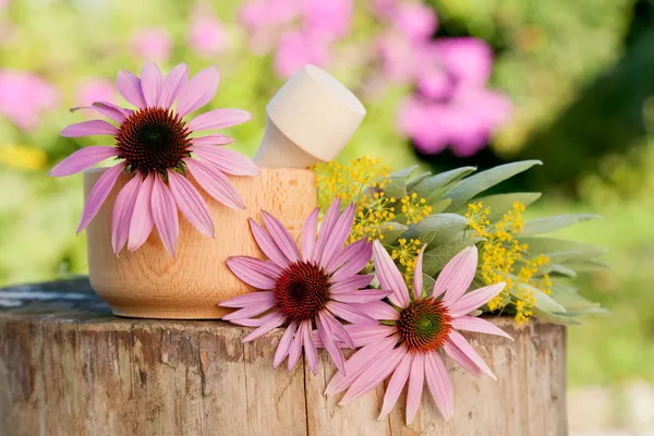 Mortar with coneflower and healing herbs, herbal medicine — Stock Photo, Image