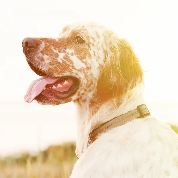 Engelsk setter — Stockfoto