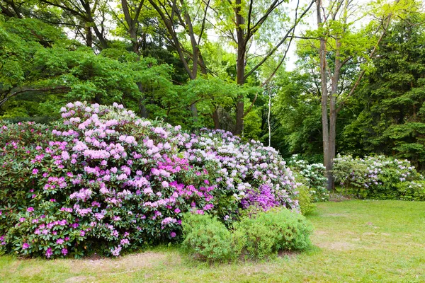 Rododendronových keřů — Stock fotografie