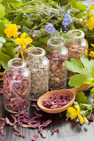 Hierbas en botellas de vidrio, plantas sanas y cuchara de madera —  Fotos de Stock