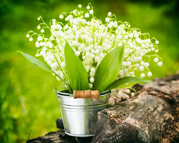 Lily of the valley flowers in bucket in forest — Stock Photo, Image