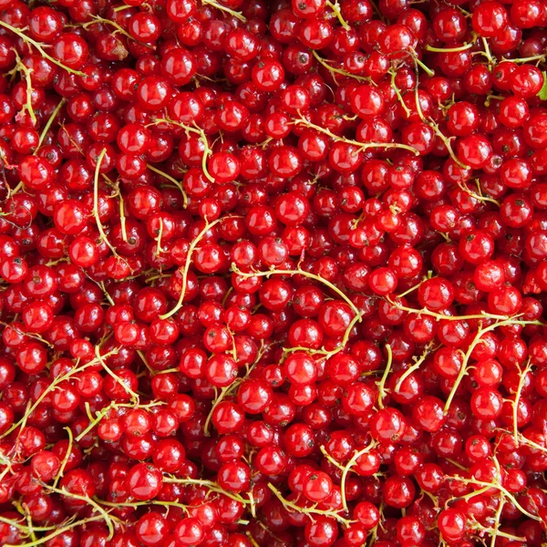 Red currants background — Stock Photo, Image