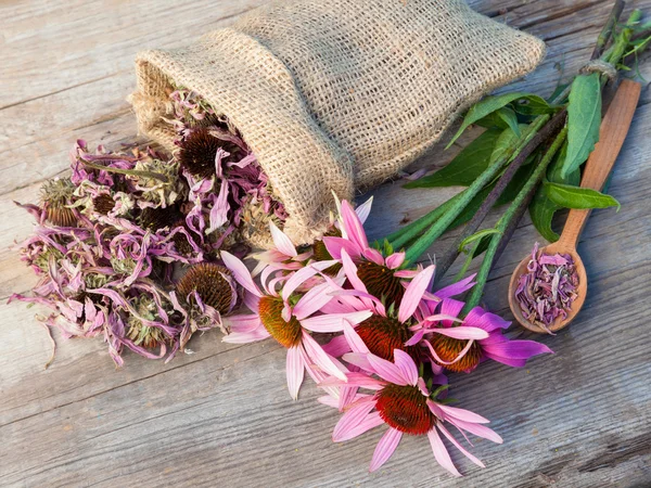 Bunch of healing coneflowers and sack with dried echinacea flowe — Stock Photo, Image