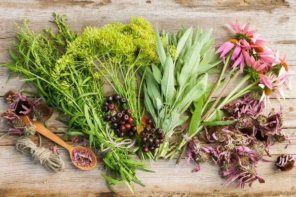 Racimos de hierbas curativas y flores de conos en tablón de madera, top vie — Foto de Stock