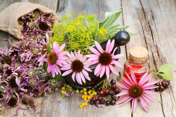 Coneflowers and dill in mortar, vial with essential oil on woode — Stock Photo, Image