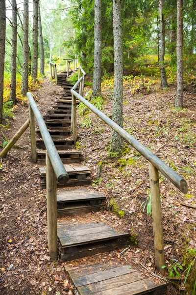 Escadaria para montanhas floresta, trilha da natureza na reserva — Fotografia de Stock