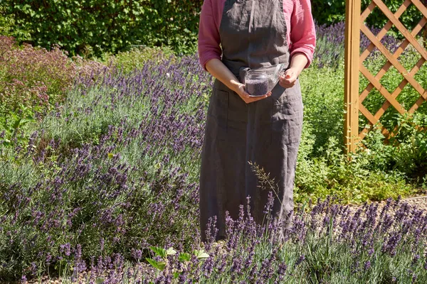 Woman Standing Blooming Lavender Bushes Garden Holding Her Hands Glass — Stock Photo, Image