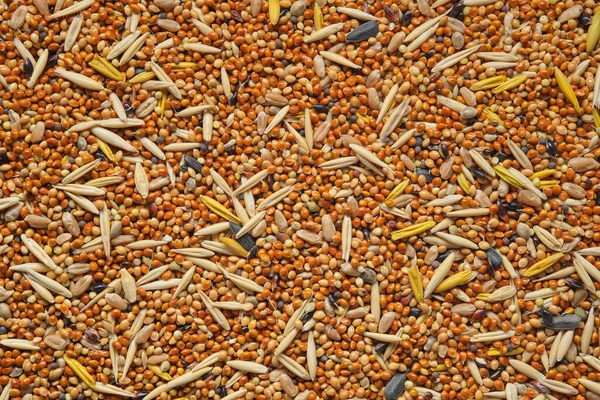 Birdseed Poultry Feed Millet Addition Oat Grains Sunflower Seeds Seeds — Stock Photo, Image