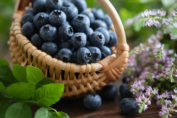 Mand Met Verse Rijpe Bosbessen Bladeren Van Bosbessen Heidebloemen — Stockfoto