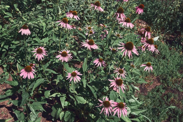 付属の庭で健康なエキナセアの花 開花は薬用植物に花を咲かせます 漢方薬 — ストック写真
