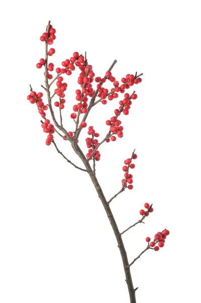 Bessen Hulst Ilex Takje Voor Kerst Decoratie Heldere Rode Winterbessen — Stockfoto