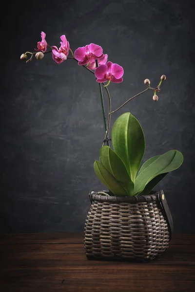 Prachtige Paarse Phalaenopsis Orchidee Bloem Luxe Mini Orchidee Mandje — Stockfoto