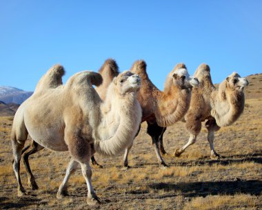 portre fotoğraf üç deve ovalarda otlatma